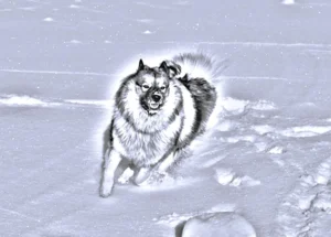 Im Schnee