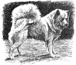 Mein Hund, mein Freund