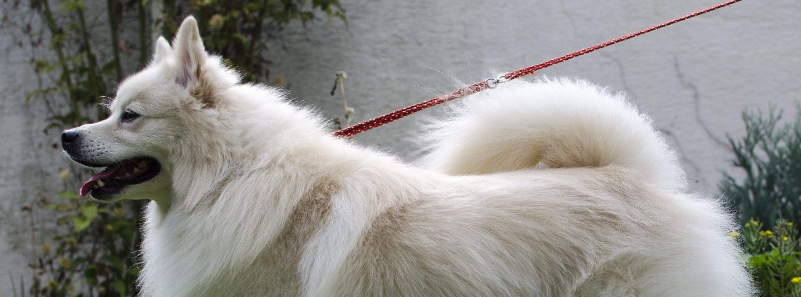 Deutscher Spitz – Lese-Sofa