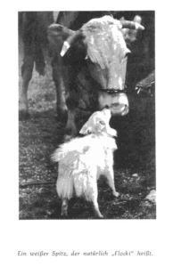 1958 Benz, Hans Georg, Ein Herz und eine Seele- Das kleine Buch vom Hund 02