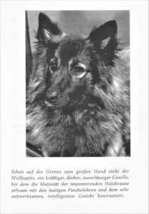 1958 Benz, Hans Georg, Ein Herz und eine Seele- Das kleine Buch vom Hund 03