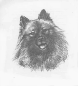 1973 Fenna Buter: de keeshond 02