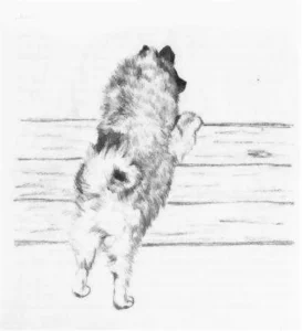 1973 Fenna Buter: de keeshond 03
