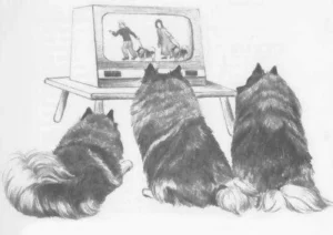 1973 Fenna Buter: de keeshond 04