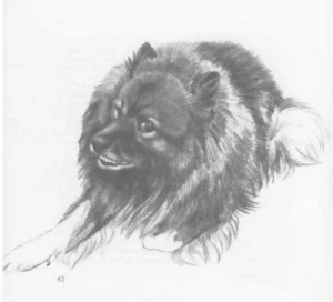 1973 Fenna Buter: de keeshond 05
