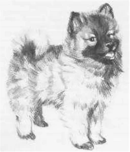 1973 Fenna Buter: de keeshond 07