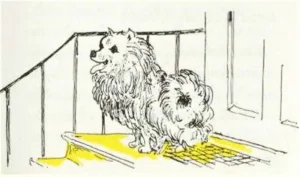1980 Friedrich Feld: Kleiner Spitz, ganz groß 07