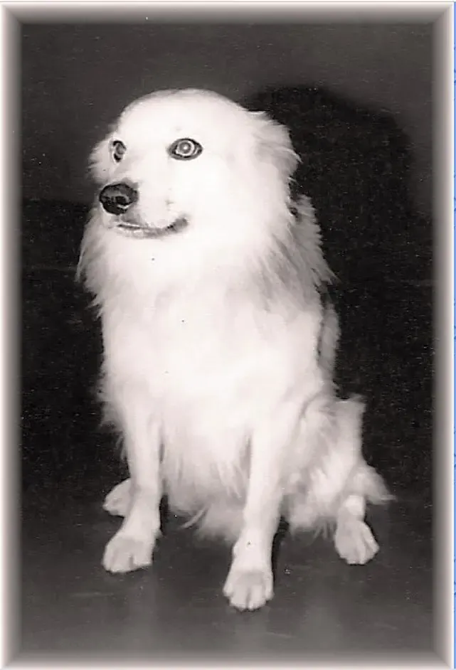 Bordhund Berry, Schnellboot ,,Geier”, 1963