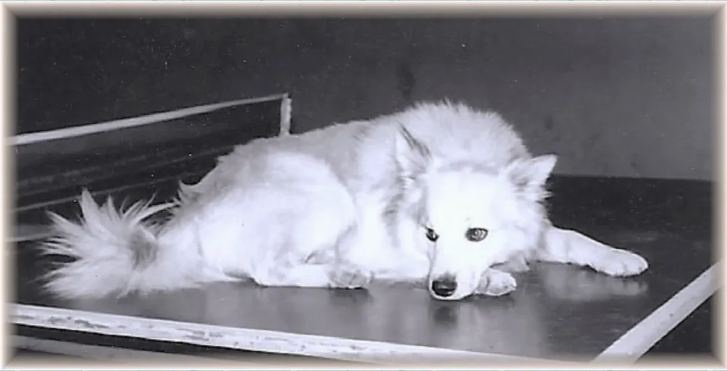 Bordhund Berry, Schnellboot ,,Geier”, 1963