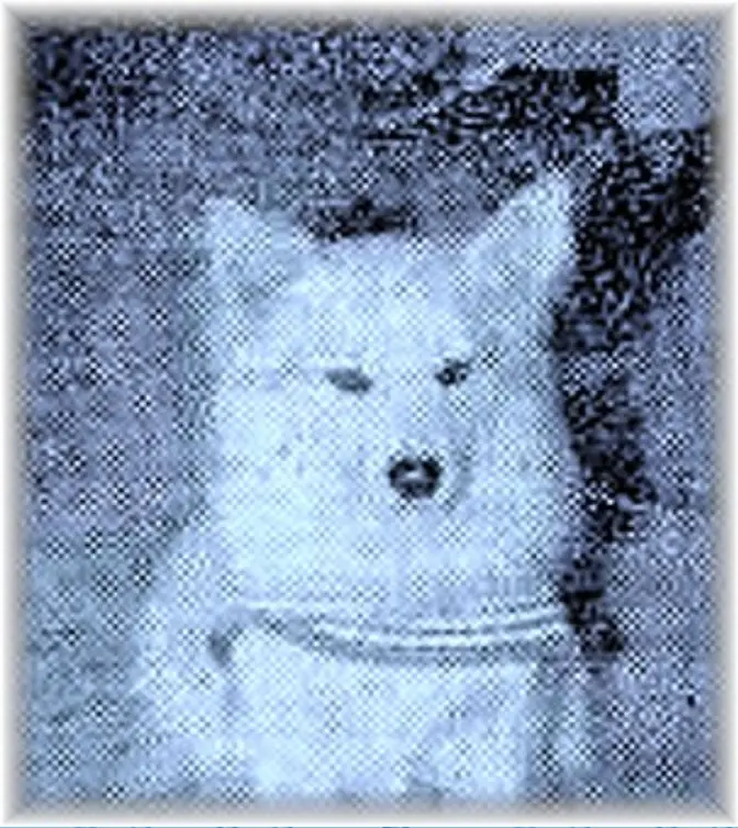 Bordhund Berry, Tender ,,Elbe”, 1. Geige blau, Zeitungsausschnitt 1963