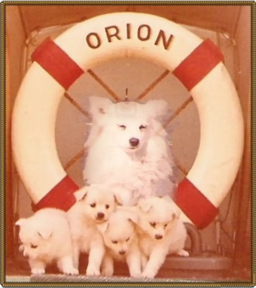 Bordhund Conny, Schneller Minensucher ,,Orion”, 1963