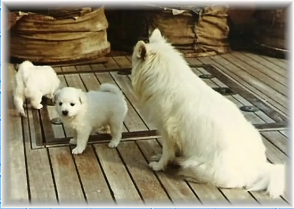 Bordhund-Conny-Schneller-Minensucher-Orion-1963-08
