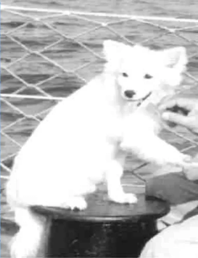 Bordhund Pisco, Schulfregatte ,,Hipper”, 1962