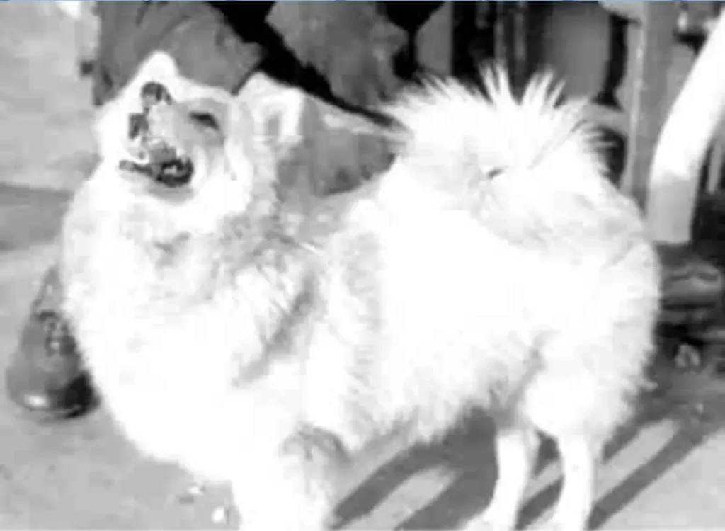 Bordhund Pisco, Schulfregatte ,,Hipper”, 1962