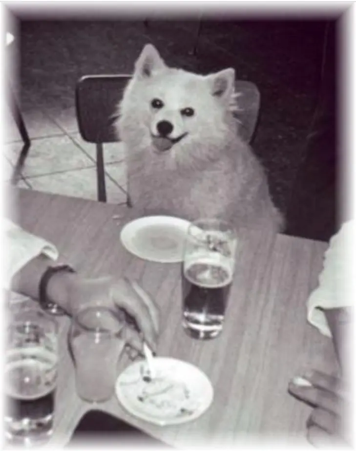 Bordhund-Puschkin-II-Landunngsboot-Krokodil-1970-05