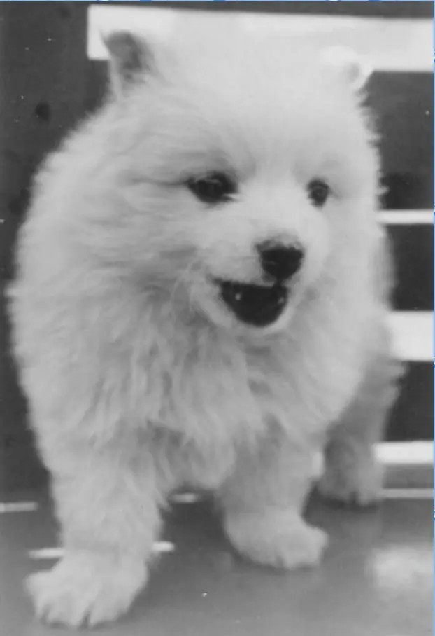 Bordhund-Puschkin-Landungsboot-Salamander-1962-01