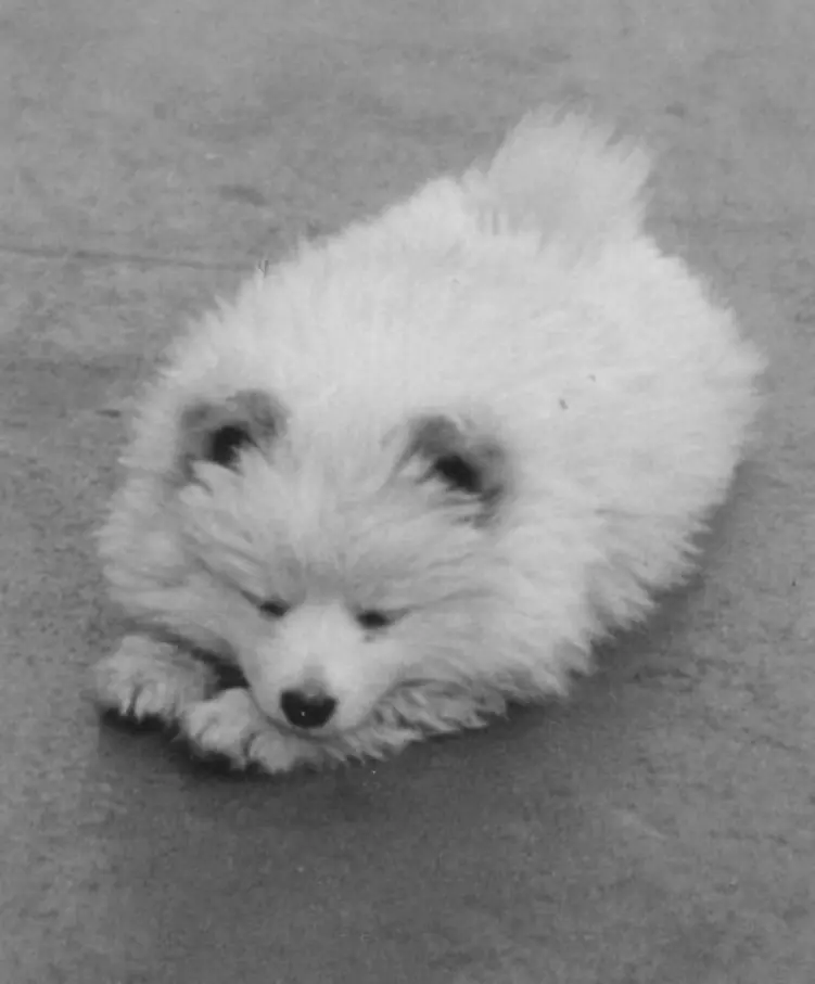 Bordhund-Puschkin-Landungsboot-Salamander-1962-02