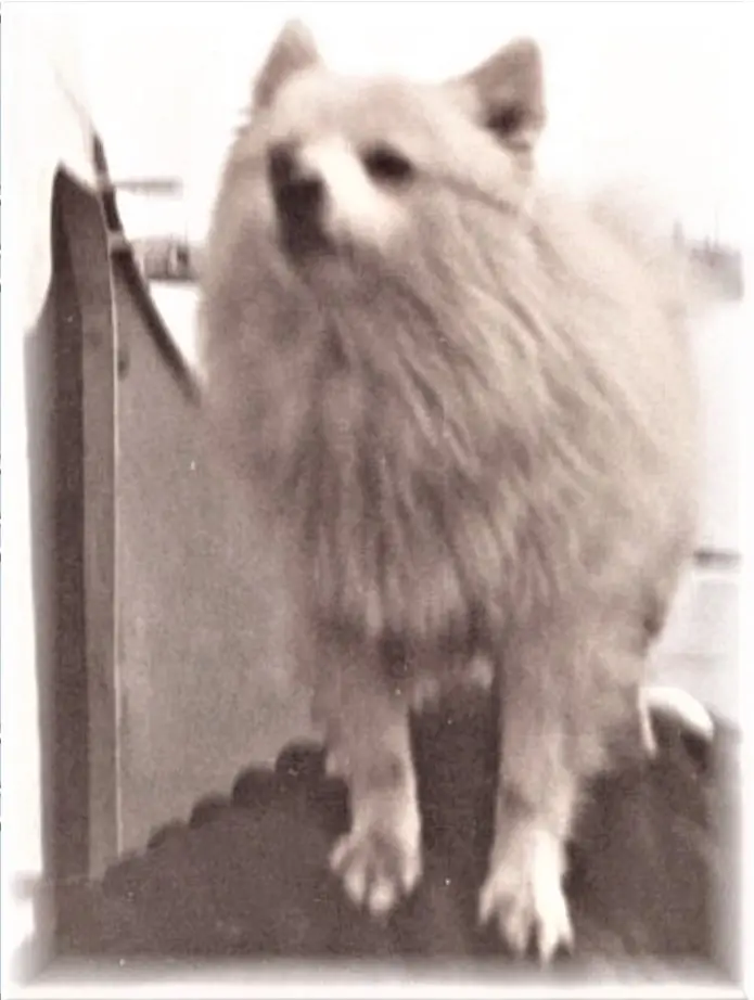 Bordhund-Puschkin-Landungsboot-Salamander-1963-04