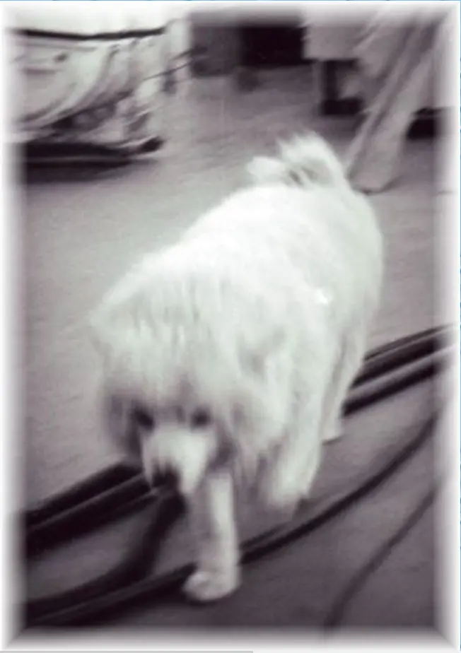 Bordhund-Puschkin-Landunngsboot-Krokodil-1970-02