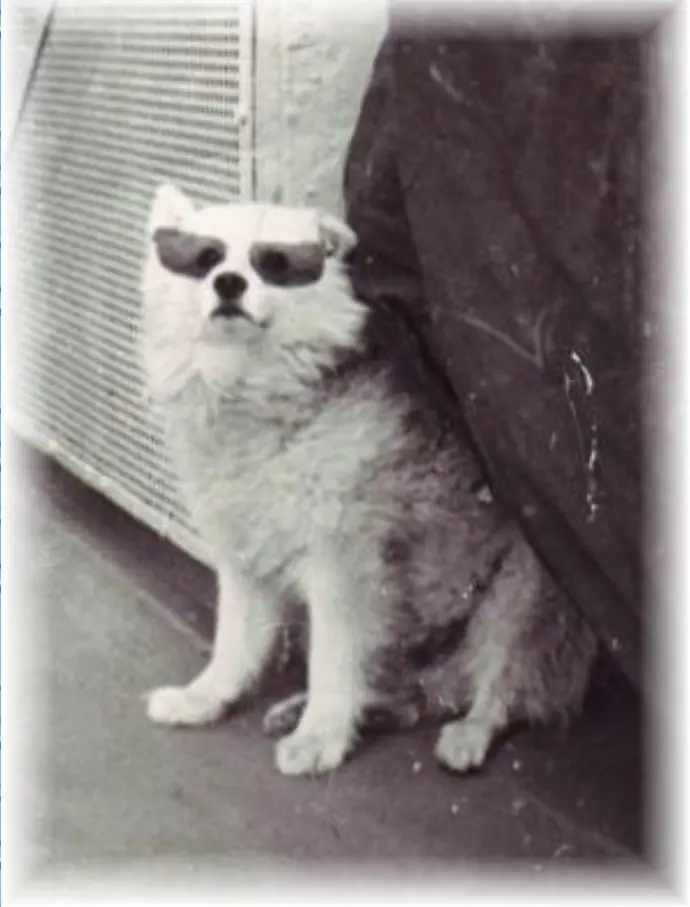 Bordhund-Puschkin-Landunngsboot-Krokodil-1970-06