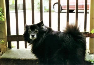 Susanne am Tor (1997)