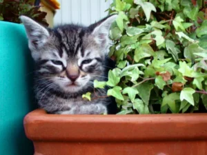 Huch!!! Unsere neue Kübelpflanze Felis ricardus!