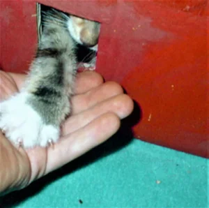Natürlich wird man von den Bewohnern mit Handschlag begrüßt!