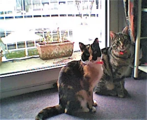 Kitty und Richard möchten nach draußen