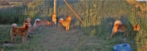 Die belgische Finnenspitz-Damenriege