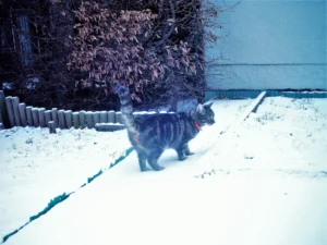 Das Bengele im Schnee
