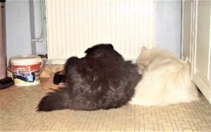 Gilla und Anton beim gemütlichen Schlemmen
