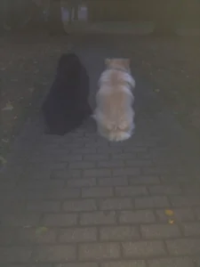 Freier Igel-Überweg