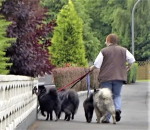 Laufpositionen der Hunde
von links nach rechts
Banja, Griepto, Gilla, Otto