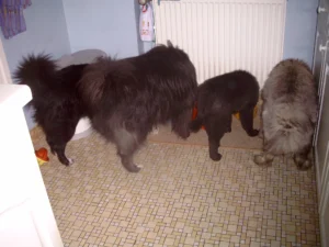 Fresspositionen nachher
10 Tage später (09.06.2005)
von links nach rechts
Banja, Griepto, Gilla, Otto