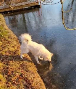 Sie legten Spuren auf dem zugefrorenen See . . .