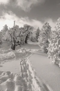 Winter wonderland